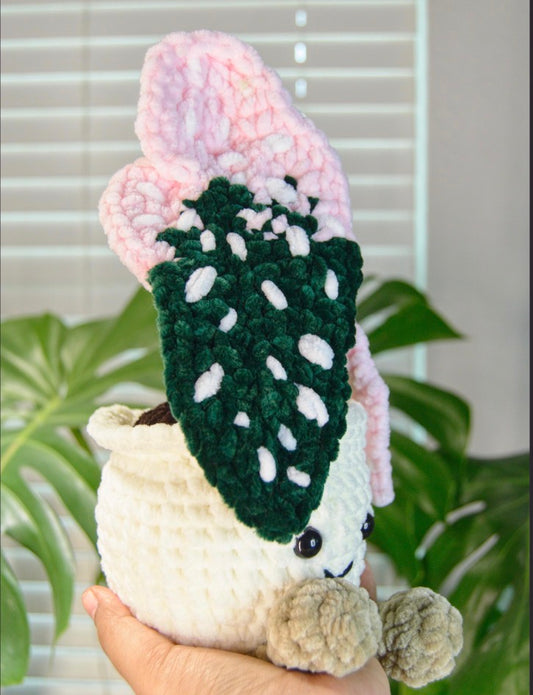Crochet Variegated Begonia Maculata
