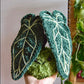 Anthurium Warocqueanum PDF Pattern