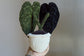 Anthurium Luxurians PDF Pattern