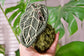 Crocheted Anthurium Plushie Bag Charm: Botanical Kokedama Keychain
