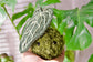 Anthurium Warocqueanum Botanical Baby Keychain PDF Pattern