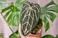 Anthurium Warocqueanum Botanical Baby Keychain PDF Pattern