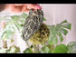 Crocheted Anthurium Plushie Bag Charm: Botanical Kokedama Keychain