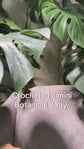 Crocheted Botanical Baby MINI: Single Leaf Monstera Deliciosa Plushie Bag Charm, Amigurumi, Key Chain
